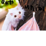 fox bats united