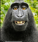 Monkeyisthebest