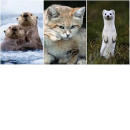 Animal Life Roleplay