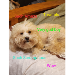 Doge said good to this group