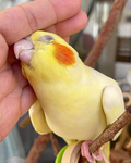 ~Birb Nuggets~