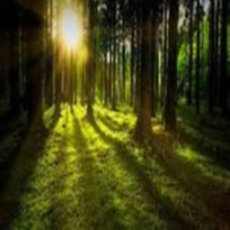 BIG Forest Hangout