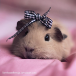 ~ lil piggies ~