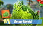 Bush is life camping