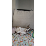 •Adoptme and other•