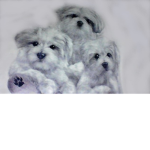 Puppies With Fwends