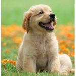 doggooo united