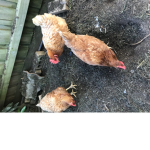 Chicken sisters club