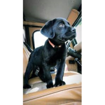 we love dogs forever!
