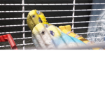 #team articuno and rocco the birds