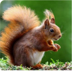 The best squirrel’s.