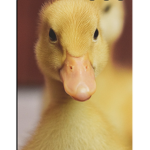 The Epic Ducky's
