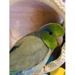 Ray and Kiwi fan page