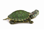 The Turtle Fan Squad!