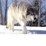 West side wolves!