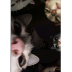 cats Sqaud !!