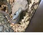 The Snake studio’s