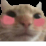 The Crazy Cat Gang