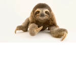 Sloth Guy