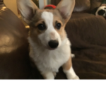 Couch dog