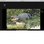 [PF] Killer Crocodile