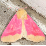Moth'Clan