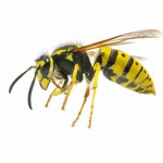 WASPS OF THE WORLD