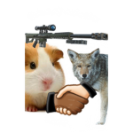 Guinea pig and wolves United