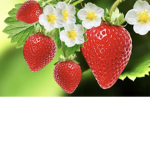 Strawberry squadddddd