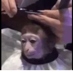 RETURN TO MONKEY HANGOUT