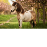 Pony and Horse Squad