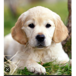 Dog a log