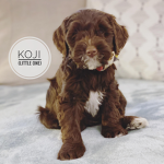 ~Labradoodle Giveaways!~