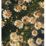 Cute Daisy Squad!