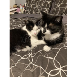 Society Of Chill Cats
