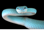 ##### SNAKE CLUB