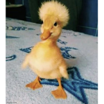 Duck are the cutest!