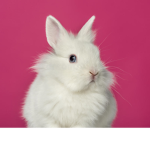Pink rabbit squad