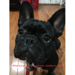 the dog Gifter