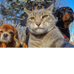 ANIMAL SQAUD(I love animals)
