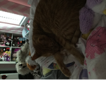 Ollie the cat