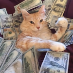 Definitely a good cat
