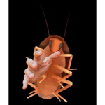 Cockroach Buddies
