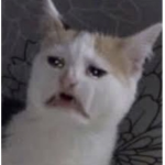 The AllyWay Cats