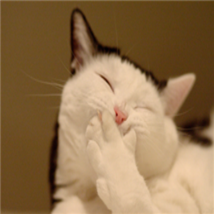 funny cat Roblox decal