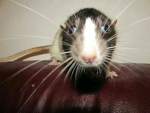 REAL RAT ARMY OG