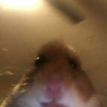##### n' Simps