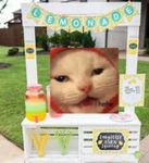 lemonade clothing stand