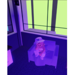 Berry XD