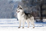 ASHER DA HUSKY